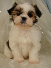 Female shih tzu puppy for sale #2 Born October 16th, 2011